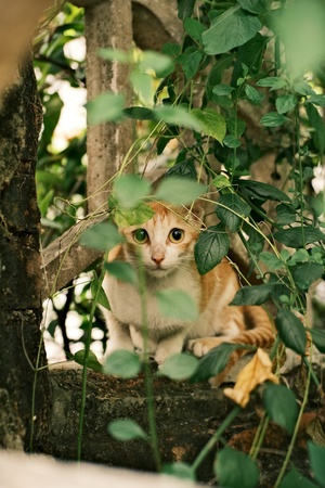 一只橙色和白色的猫坐在绿色的灌木丛中