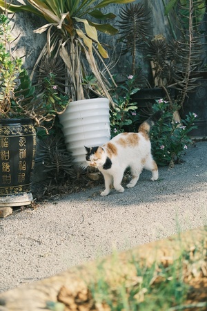 一只黑白相间的小猫在盆栽植物旁边的花园里散步