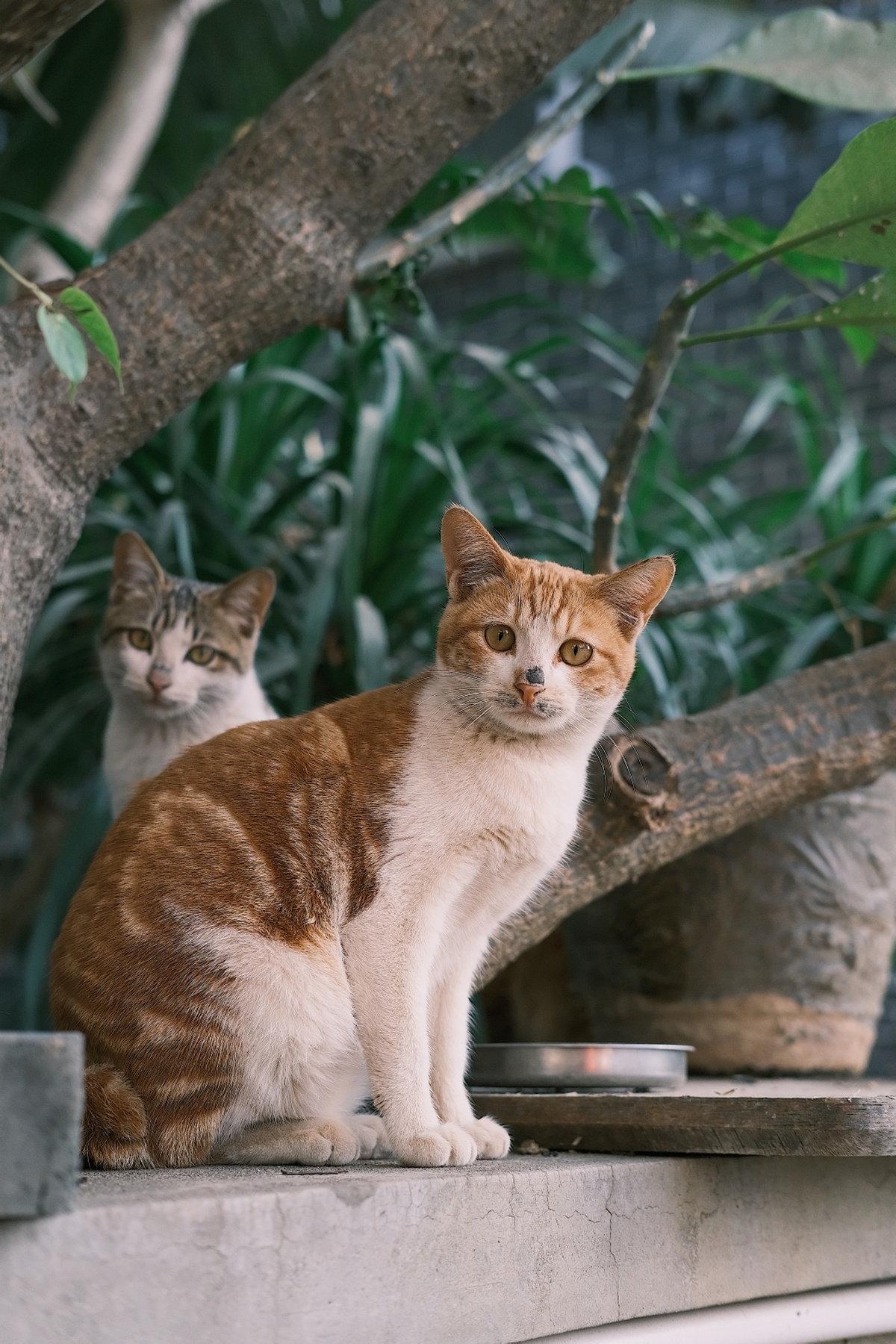 坐在窗台上的两只橙色和白色的猫
