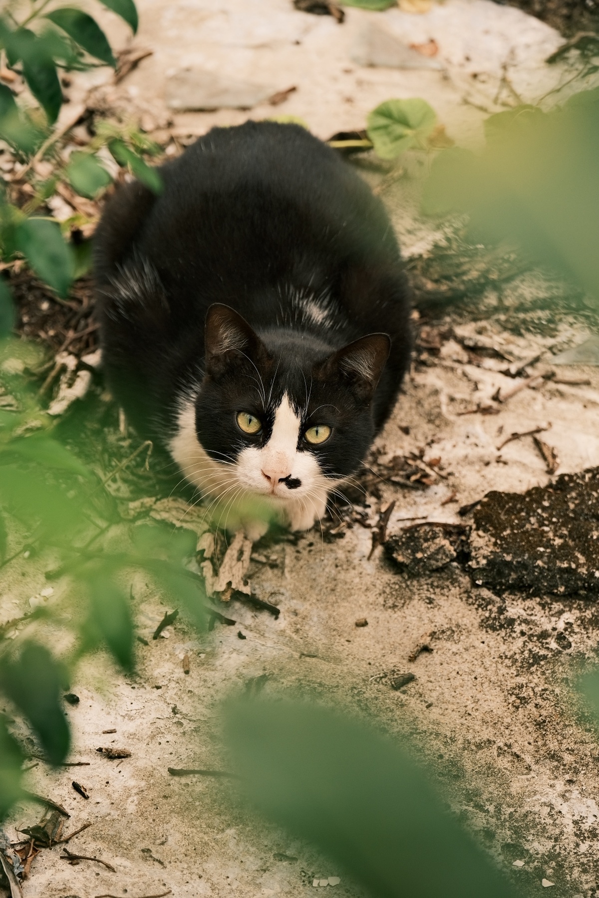 一只黑白相间的猫站在灌木丛旁