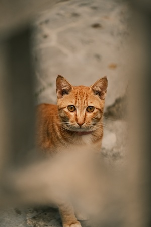 一只橙色的猫透过格栅看着摄像机