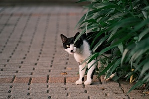 一只黑白相间的小猫走在砖砌的人行道上 旁边是绿色植物和一棵小灌木