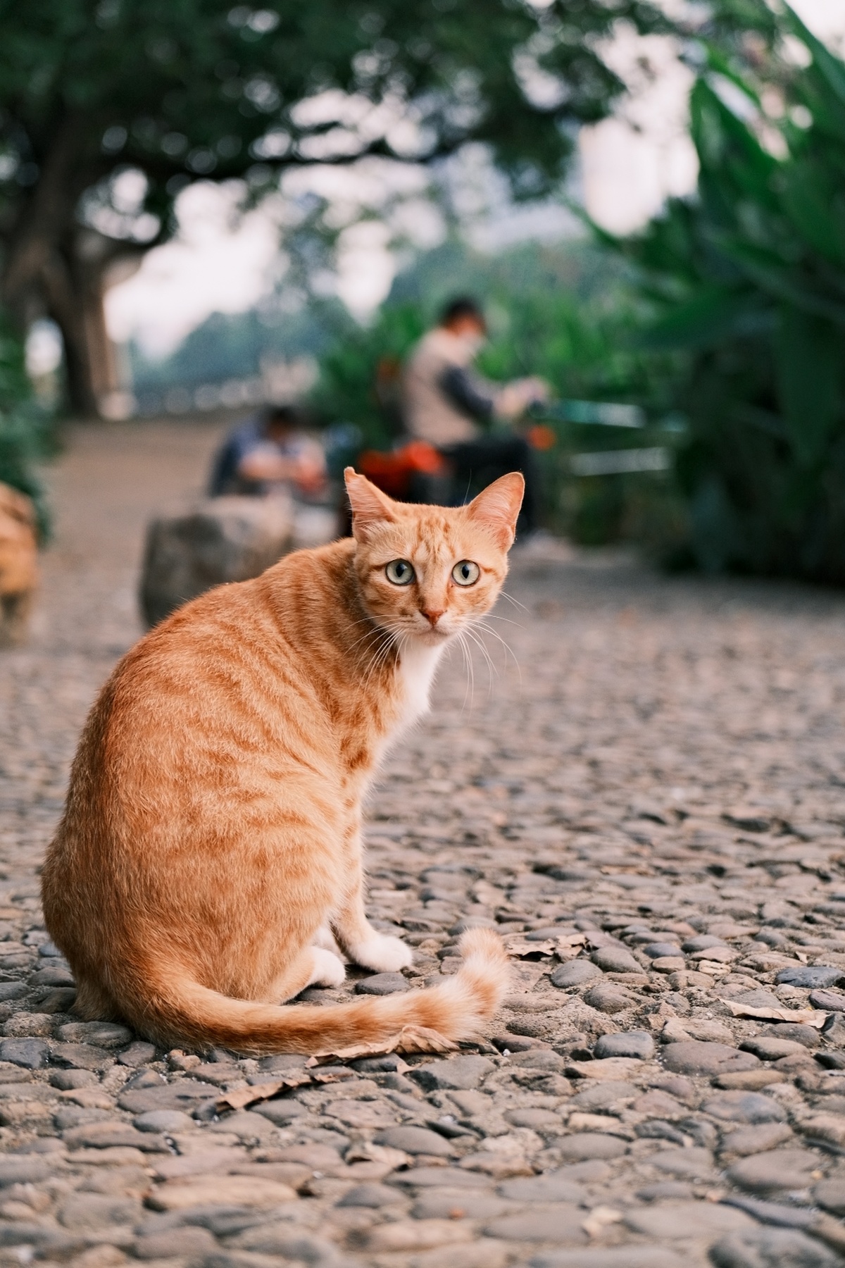 一只橙色的猫坐在鹅卵石路上