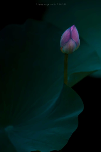 荷