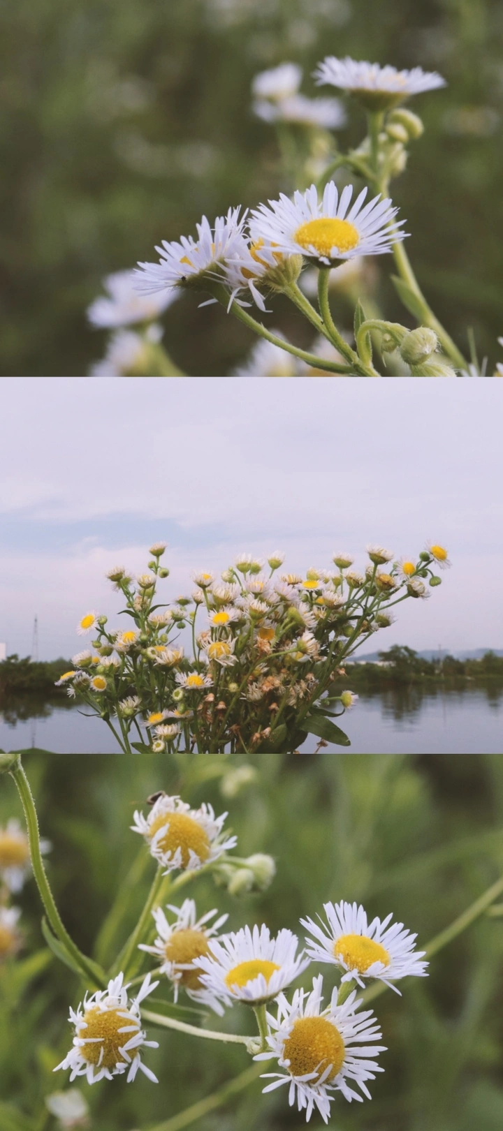 摘一束野菊