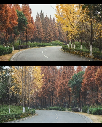 秋天里的一系列图片 展示了一条道路和树木。