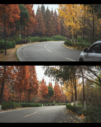秋天的道路两旁种满了树。