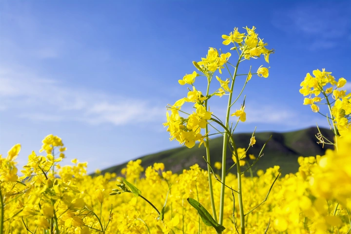 高原油菜花