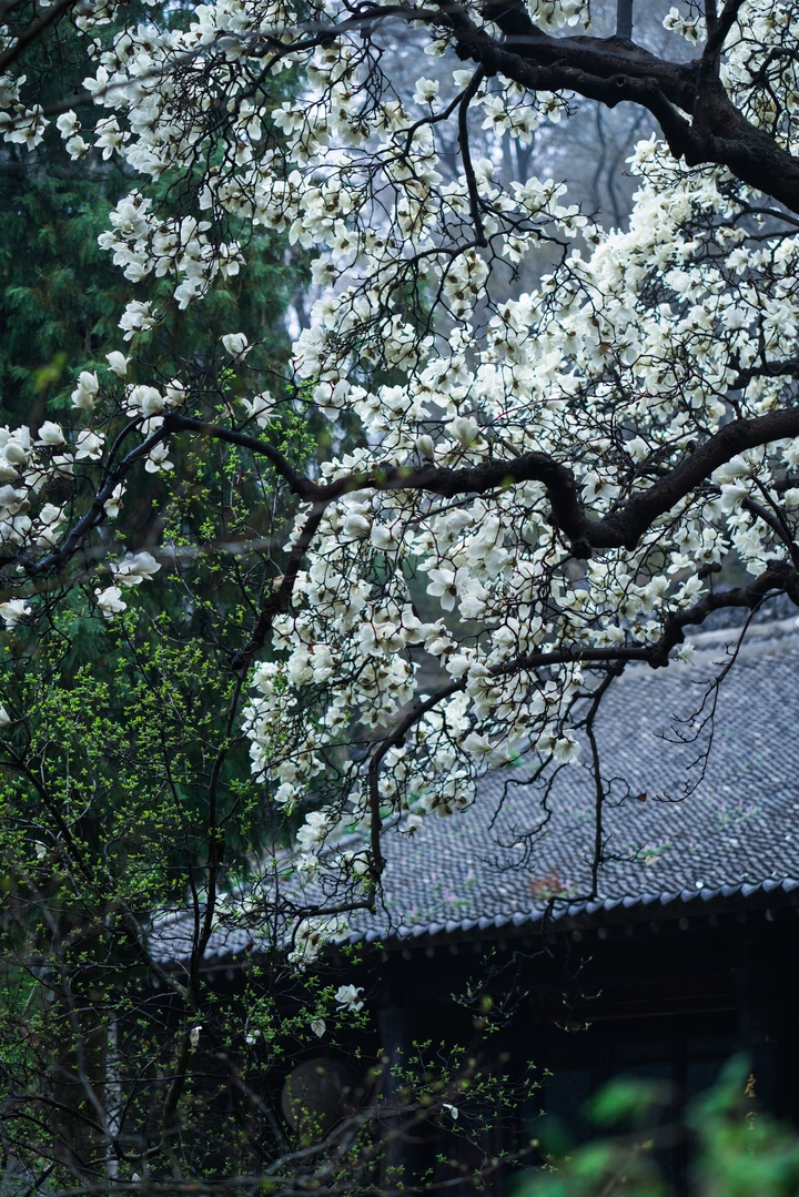 山寺玉兰始盛开