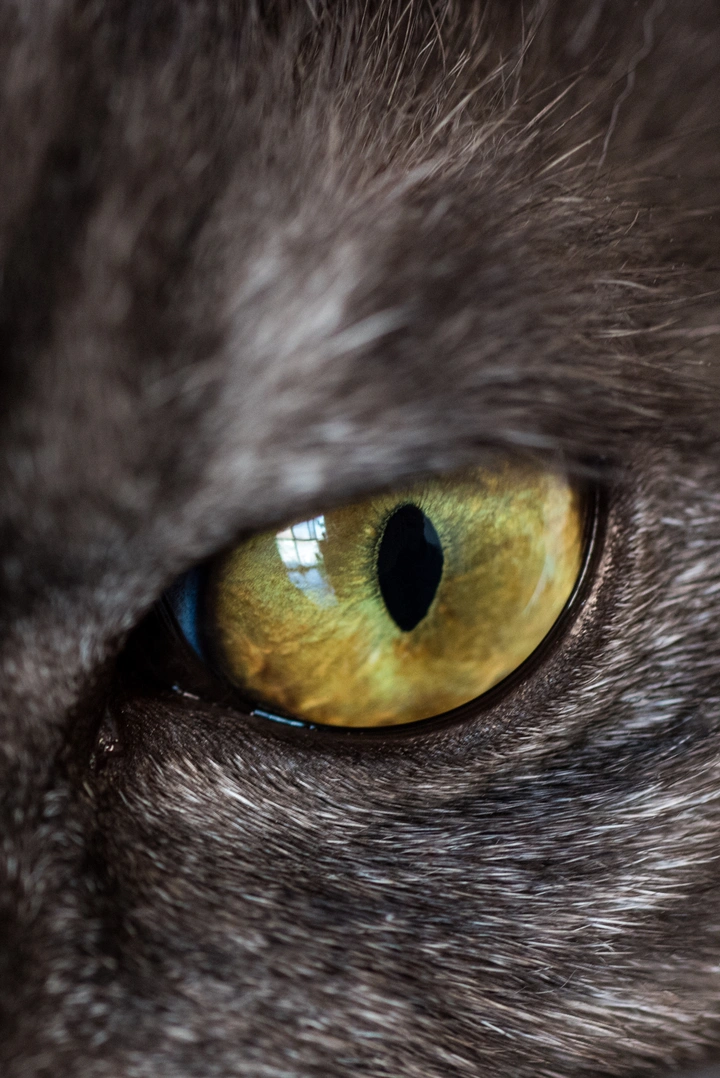 猫眼