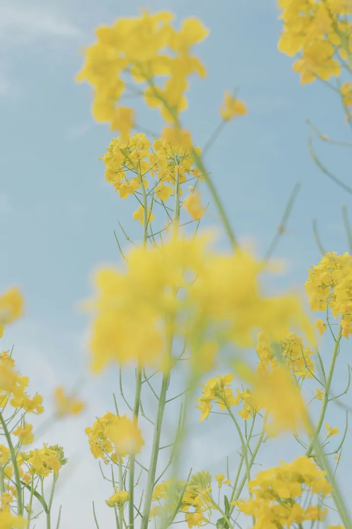 金灿灿的油菜花