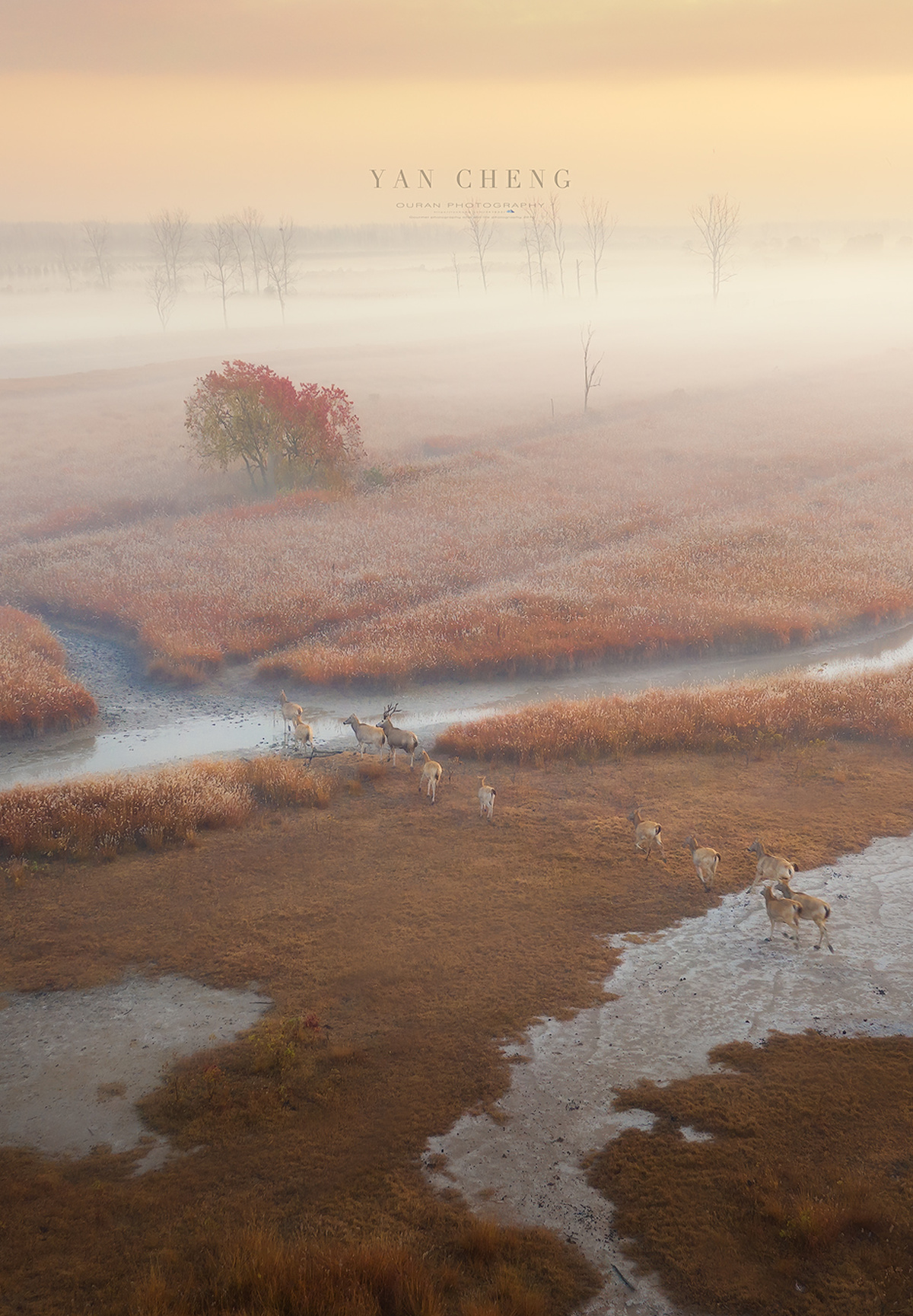 雾气缭绕的沼泽地 一群鹿在水中吃草
