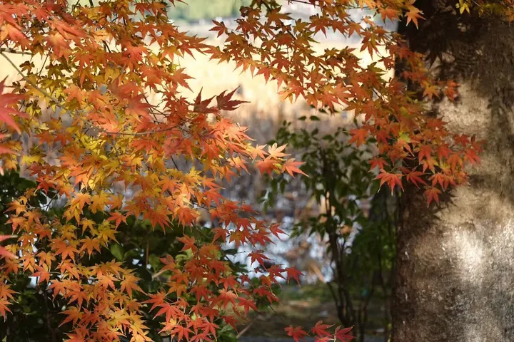 枫