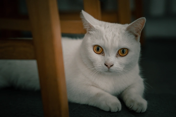 咖啡店里的猫