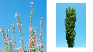 一棵开粉花的 tall tree 树 背景是蓝色的 sky。