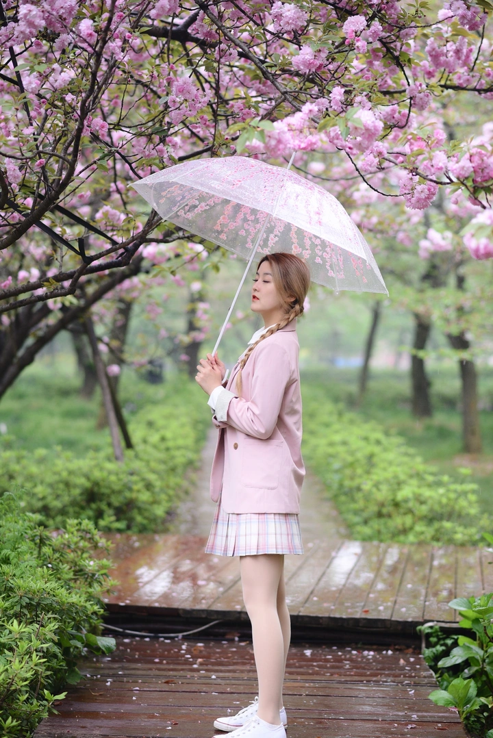 春雨下的樱花?
