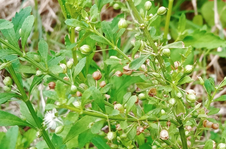 我的摄影作品：《植物种子》