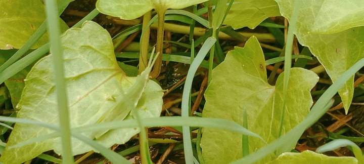 我的摄影作品：《绿色的虫子》