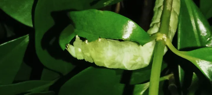 我的摄影作品：《绿色的虫子》
