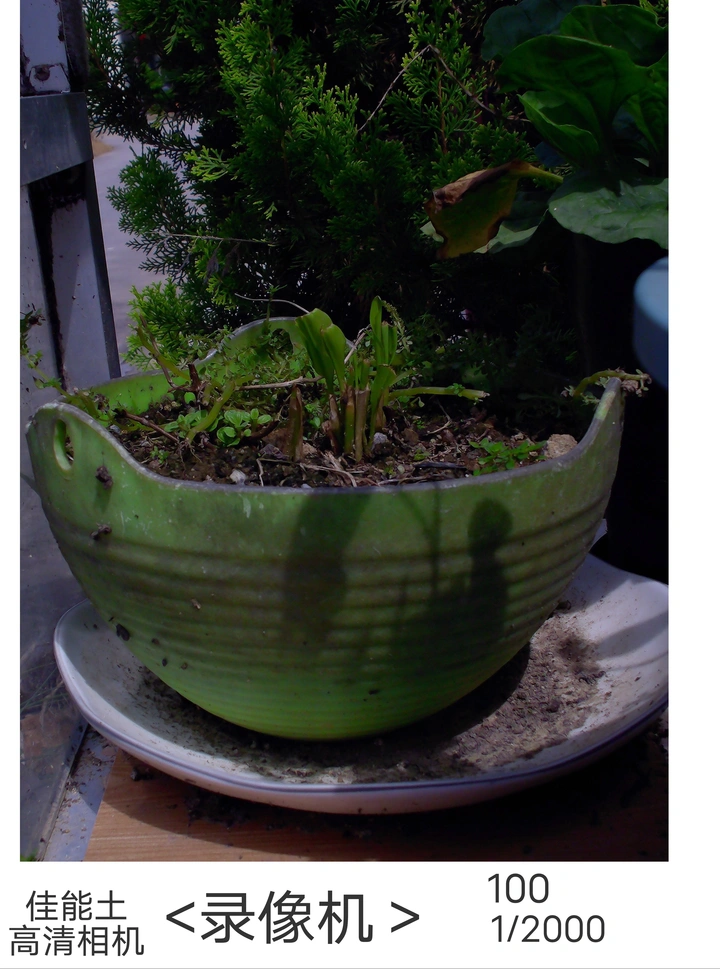 （相机）摄影作品：《阳光到影植物》
​TV档<手动/自动