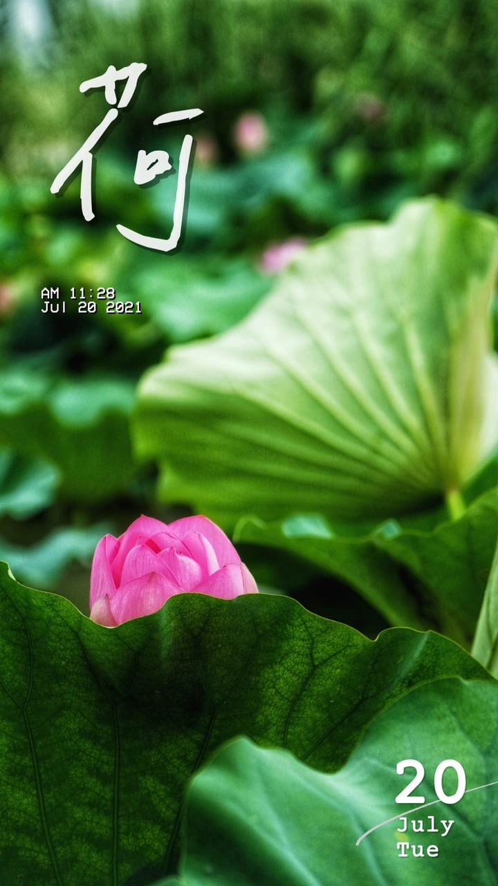荷