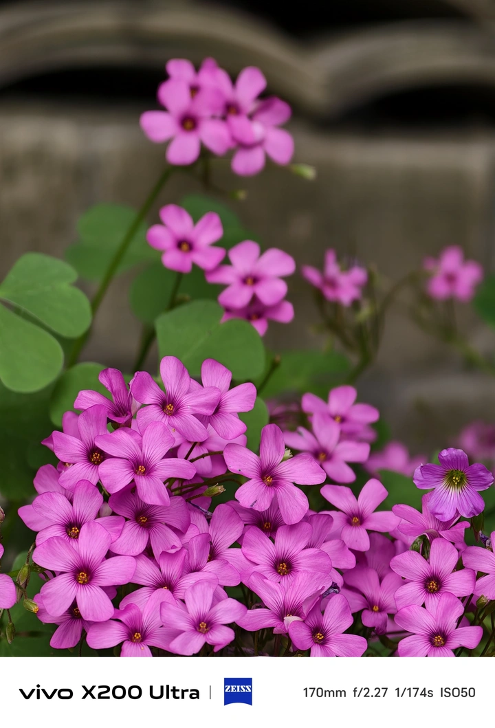 护国寺里的花花世界