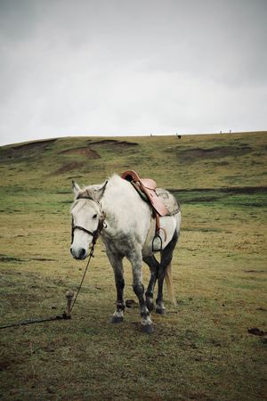 一匹穿着鞍具的白马站在绿色的草地上