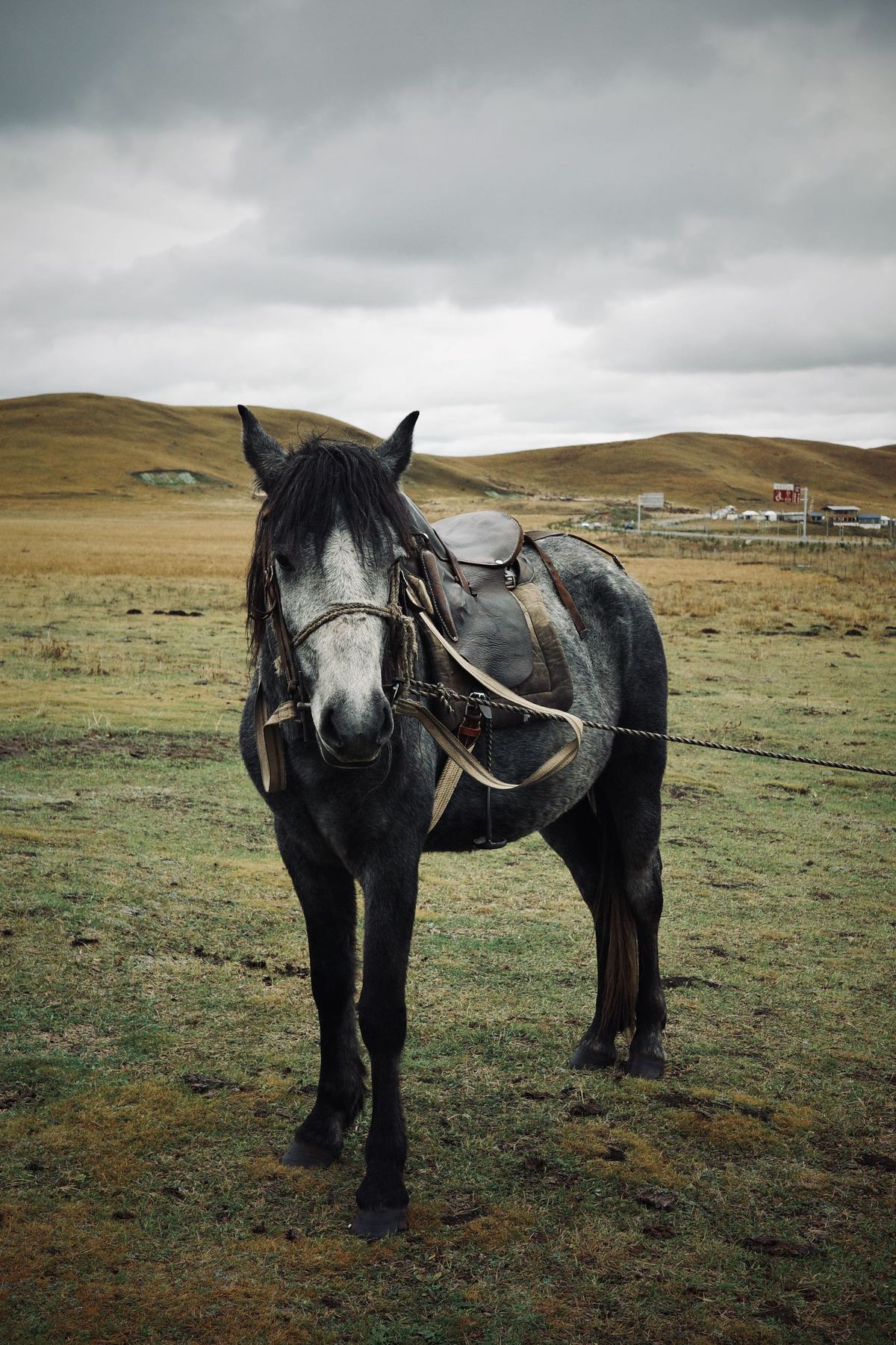 一匹戴着鞍具的黑马站在茂密的绿色草地上