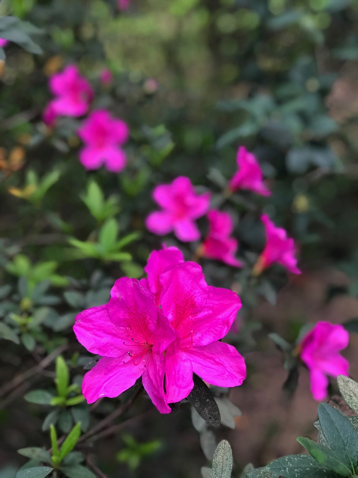 花花