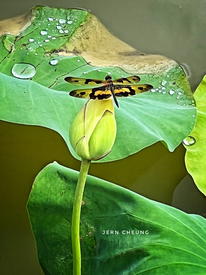 蜻蜓