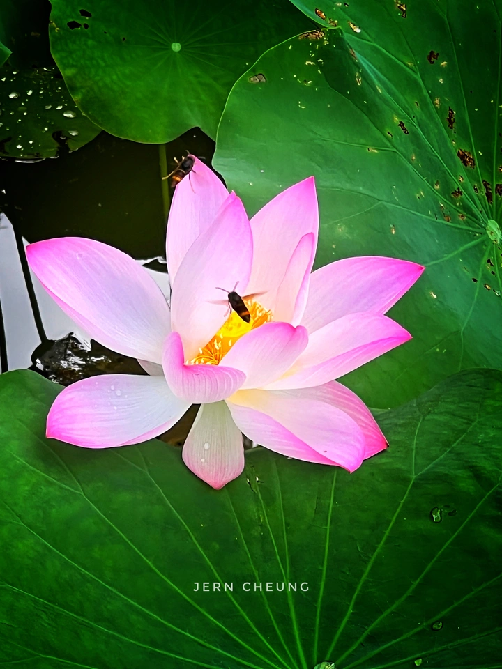 荷花