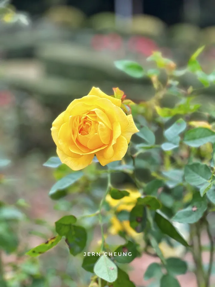 玫瑰花