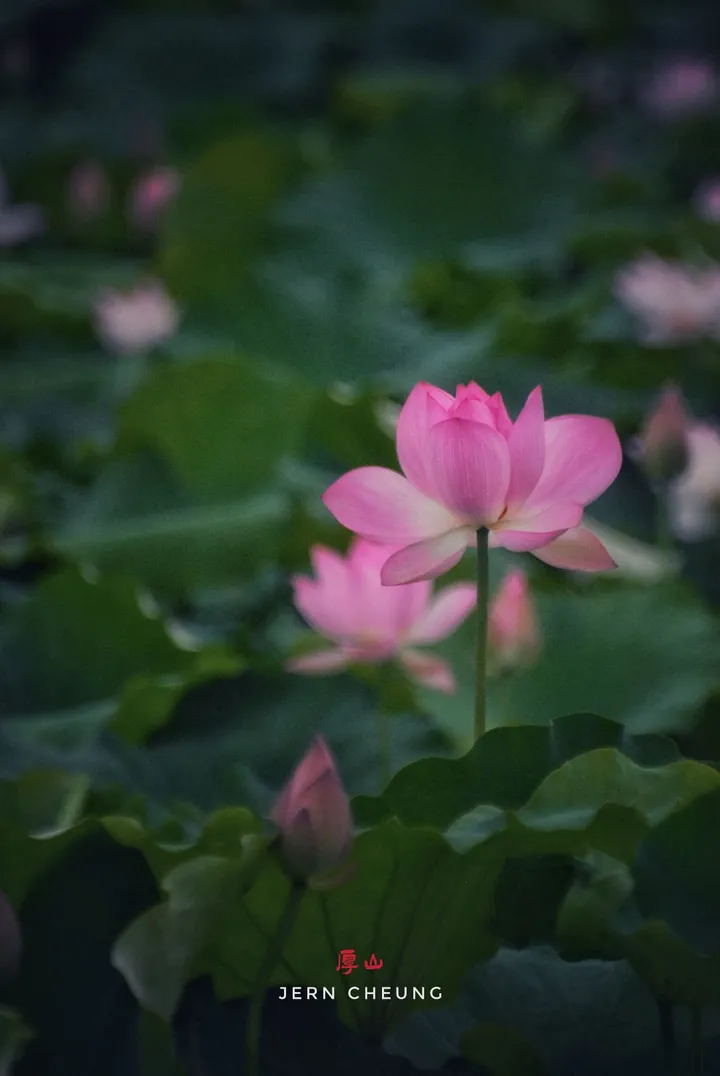 荷花-16