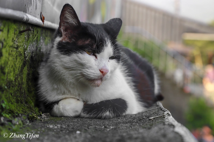 台湾 猫咪 欢迎关注