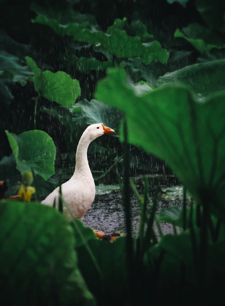 大风吹