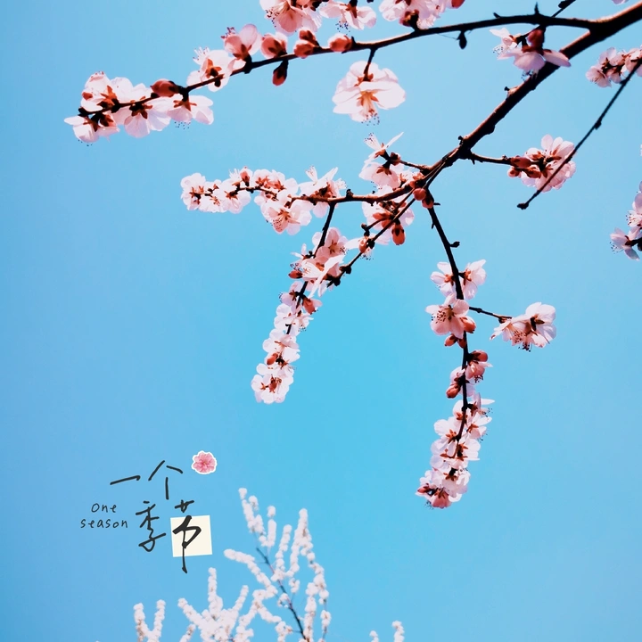 春天里，在等你
