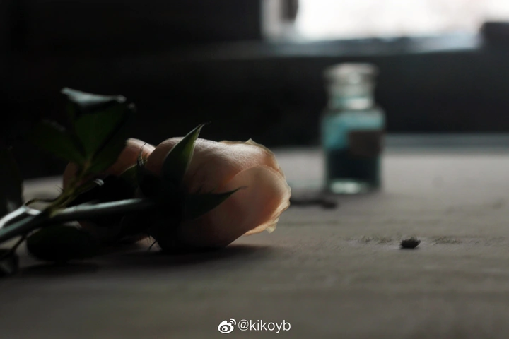 《玫瑰花与少年》