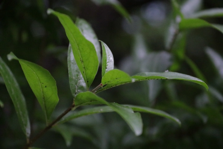 雨中