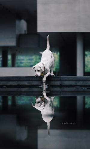 一只白色的狗站在一个有水面的旁边 背景中有建筑物的倒影。