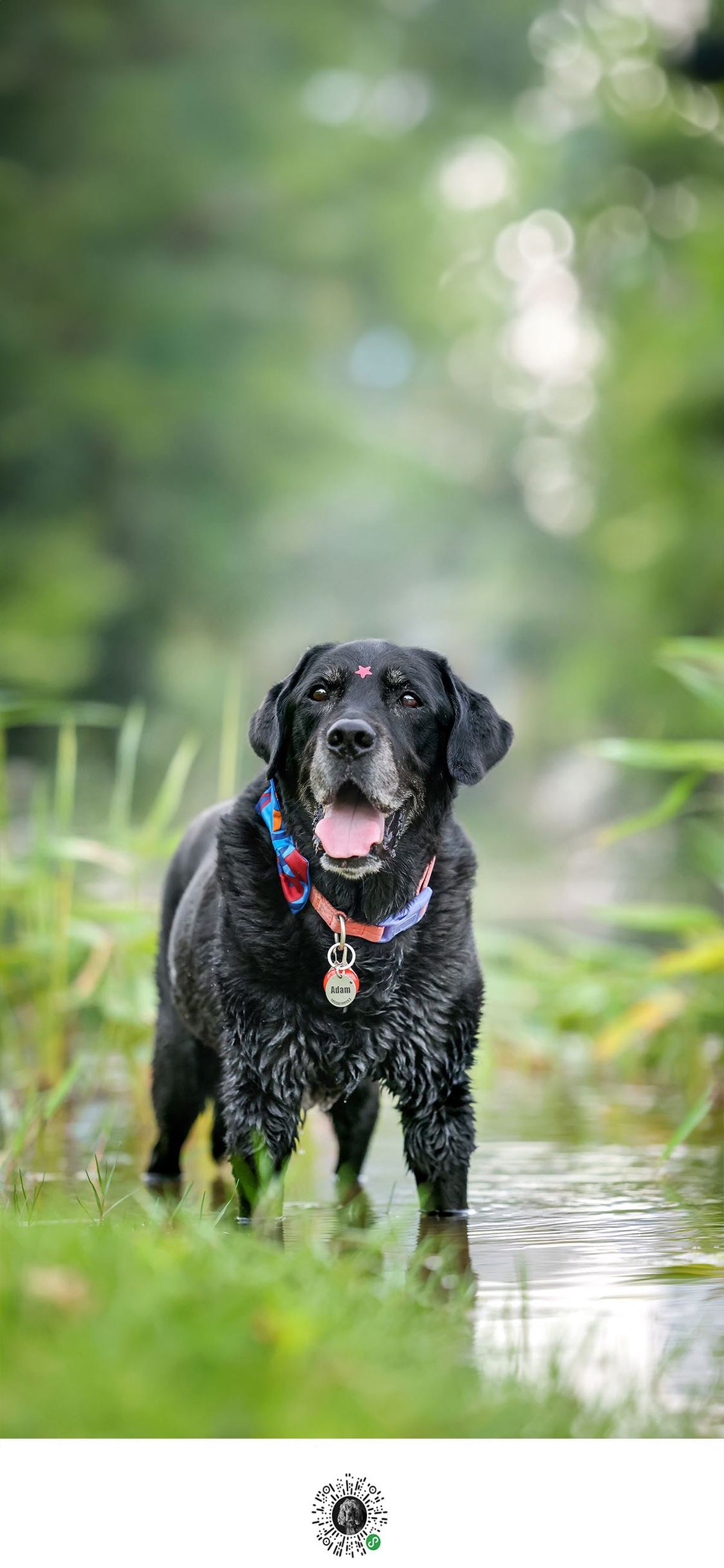 一只黑狗站在森林中的水里