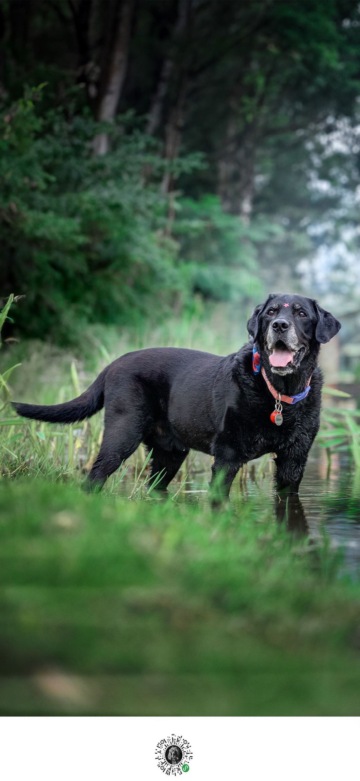 一只黑狗穿过森林中的草地和水域