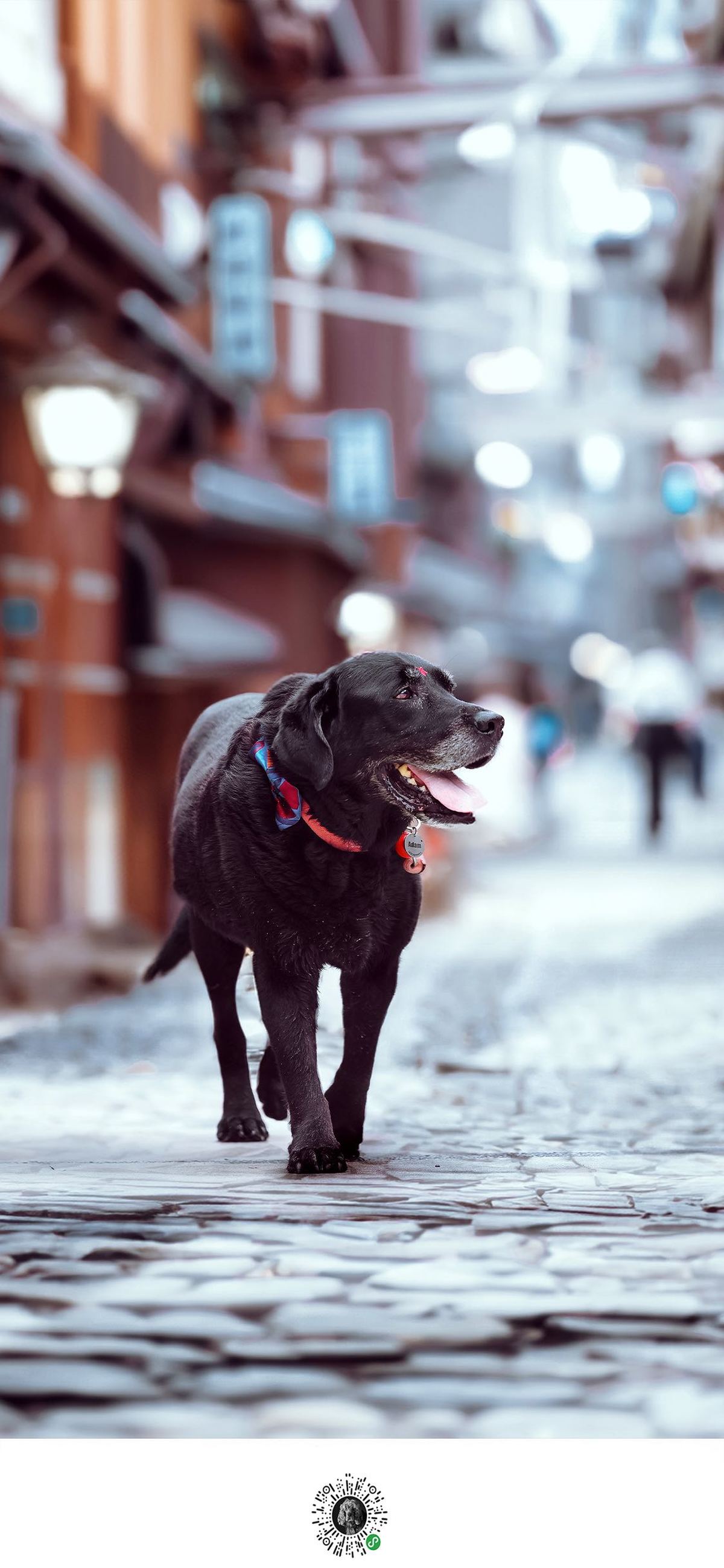 一条系着狗绳的黑色狗正在城市街道上散步