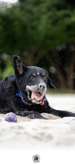 一只黑狗躺在沙滩上 手里拿着一个飞盘。