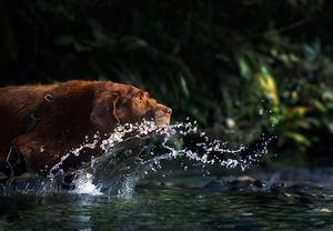 一只棕熊在河里溅水