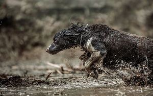 一只湿黑的狗穿过泥坑