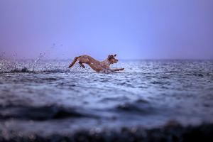 一只狗在海洋的水中奔跑 背景有一个海浪