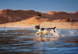 在沙漠中穿过水体的狗