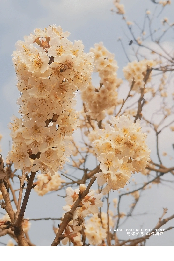 樱桃花开