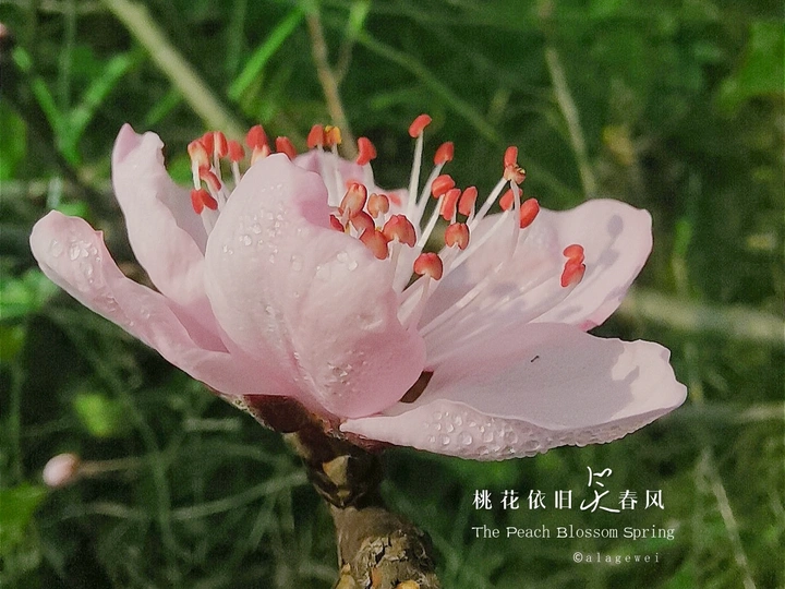 桃花