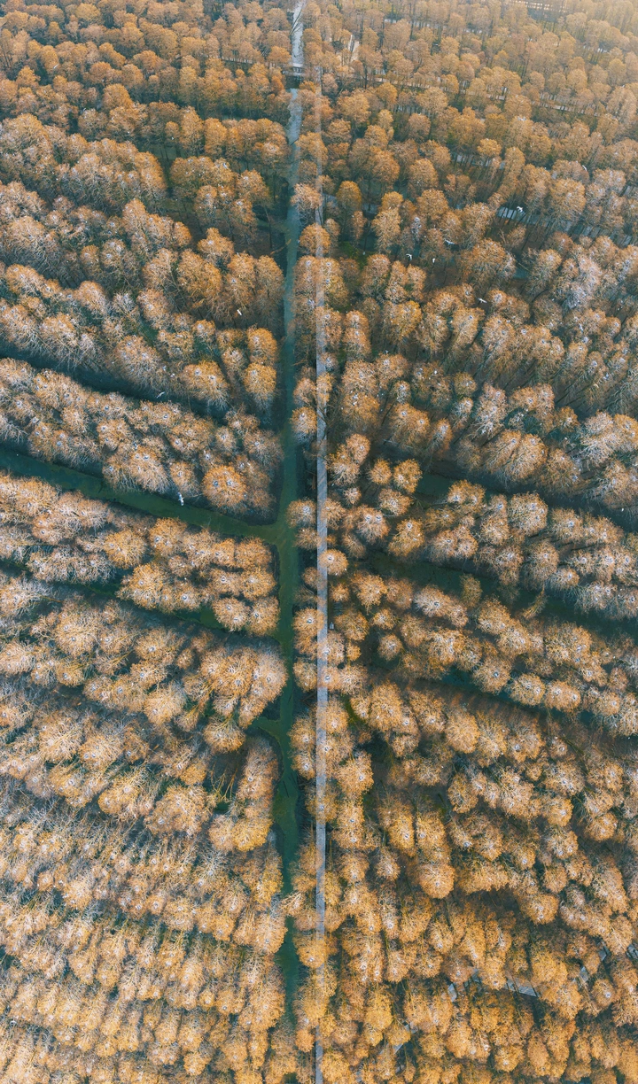 兴化水上森林